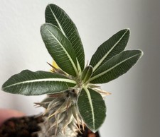 Pachypodium horombense 3