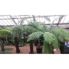 Baumfarn  Dicksonia antarktica - Ein Relikt aus der Urzeit - Grünpflanze