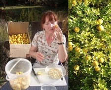 Winterharte Orange Pflanze - aus Nachhaltigem Anbau!