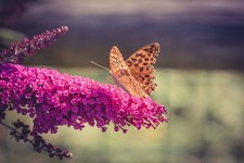 Flieder Stecklinge pinkfarben winterharte Pflanzen Blumen für den Garten Deko