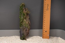 Nano Mangrovenwurzel Mangrove Echtholz-Wurzel Holz Aquariumwurzel 17 x 5 x4 cm