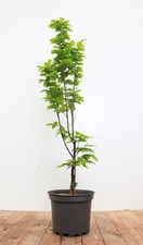 Carpinus betulus 'Lucas'