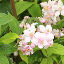 Deutzia gracilis Pflanze