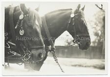 Zwei Pferde mit Geschirr - Altes Foto 1930er