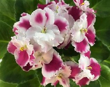 Usambaraveilchen African