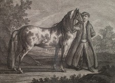 Martin Elias Ridinger Pferd