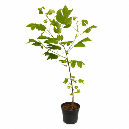 Tulpenbaum liriodendron - tulpenbaum,