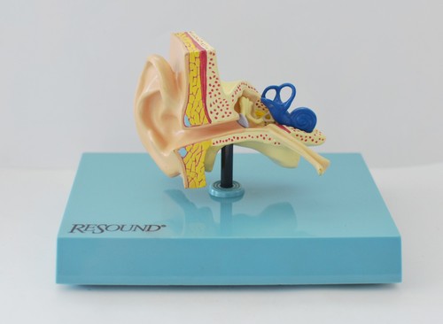 Resound ohr modell anatomie - modell,