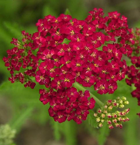 Schafgarbe christel achillea - christel,