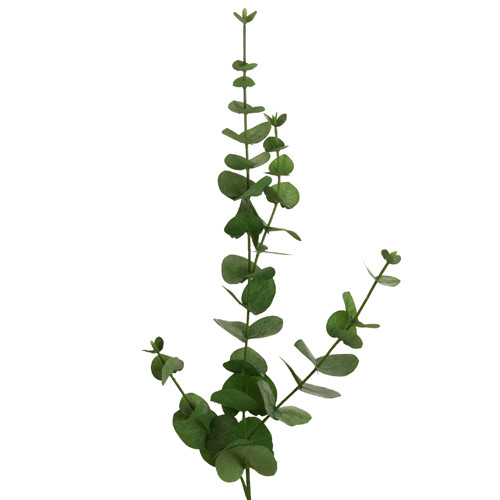 Künstlicher eukalyptus - künstlicher,