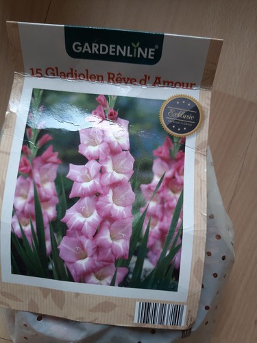Gladiolen reve amour - gladiolen, d`amour