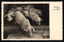 Schweine kommen aus dem Stall