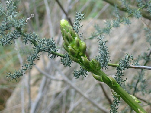 Wilder spargel - wilder,