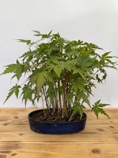 Bonsai Acer Palmatum