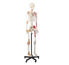 Skelett anatomie modell 175cm - skelett,
