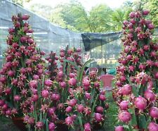 SAMEN DRACHEN-FRUCHT-KAKTUS Sommer Drachen-Frucht Terrasse Früchte schöner Anb