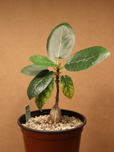 Ficus glumosa 25246 - 25246, im