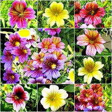 TROMPETENZUNGE TROMPETENZUNGEN