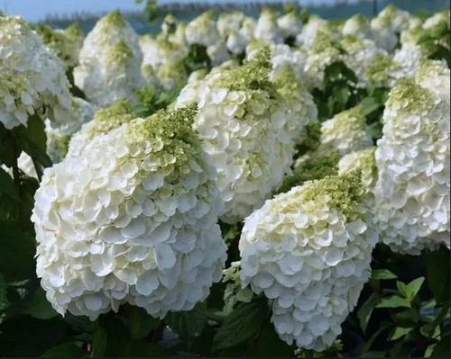 Hortensie magical mont blanc - hortensie,