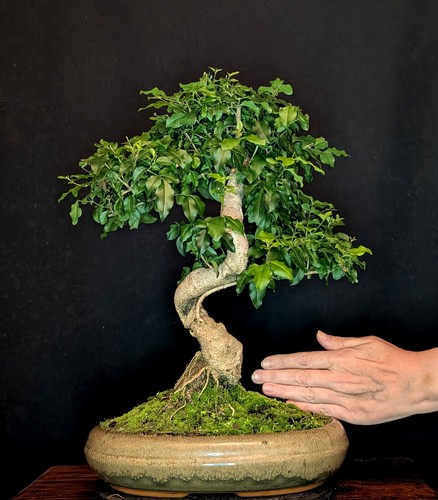 Bonsai chinesischer liguster - chinesischer,