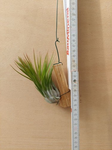 Tillandsia kolbii mit - tillandsia, ,
