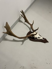 Hirschgeweih mit Schädel auf