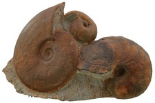 Dogger  Große Schaustufe mit