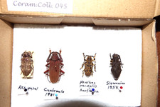 Insekten Käfer  eigene Cerambyciden Sammlung viele Raritäten s.Text Box 045