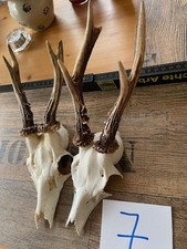 Rehgeweihe Jagdtrophäe