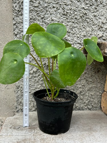 Pilea