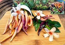 Maya Purple Passion -