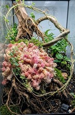 Sphagnum Moos 🌈rotgrün