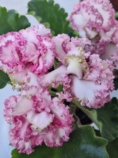 Usambaraveilchen African