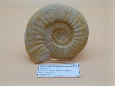 Ammonit Orthosphinctes - Malm