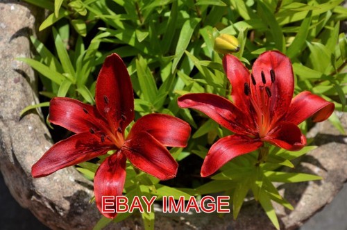 Foto rote lilien weitere - lilien,
