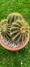 Notocactus Warasii, Sehr