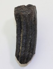 Pferd, Equus sp., Quartär