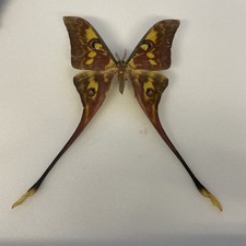 Entomologie*Actias