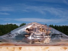 Pilzzuchtbag, Pilzzucht Mini Gewächshaus - für Bio Pilzzucht Fertigkulturen