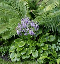 Hosta Funkie " Golden Tiara "