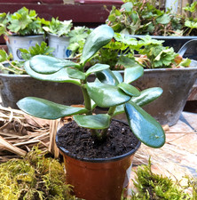 Crassula Ovata , Geldbaum