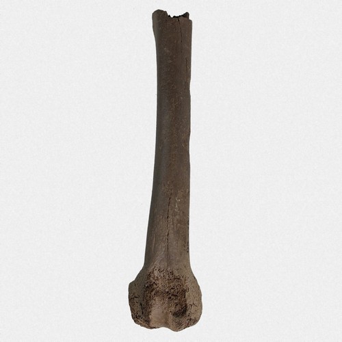 Femur wildschwein sus scrofa - femur,