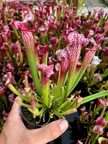Sarracenia leucophylla hybride - leucophylla,