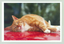 1 AK Katze "Boxenluder" - Harenberg   =(^..^)= ___~~ *