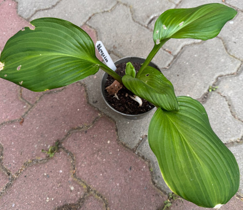 Hosta funkie obsession - hosta, /