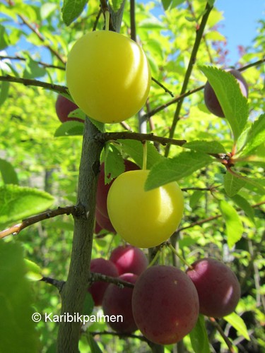 Prunus cerasifera - ,