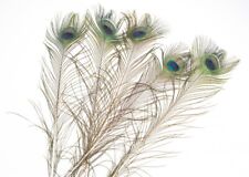 NaDeco Pfauenfeder 5 Stk