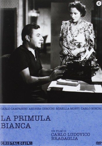 Primula bianca - la,