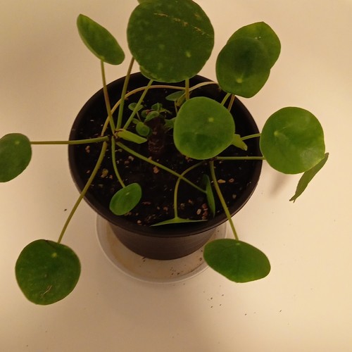 Ufopflanze pilea - ufopflanze, (pilea