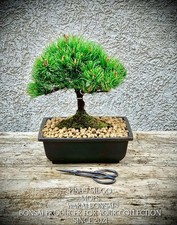 Pinus mugo „Mops“ -